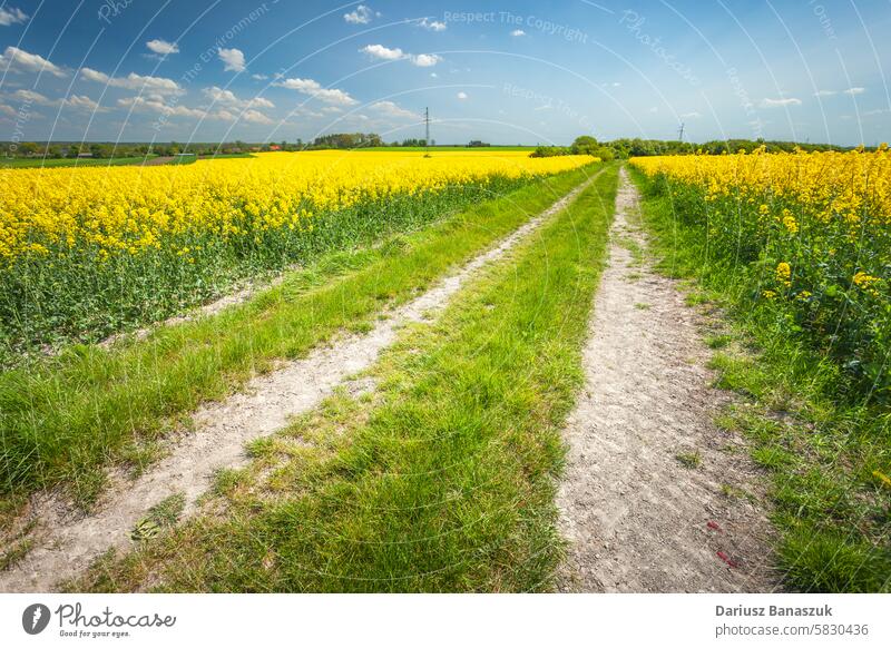 Dirt road between yellow rapeseed fields, May day in eastern Poland dirt rural flower canola plant spring growth agriculture sky landscape poland photography