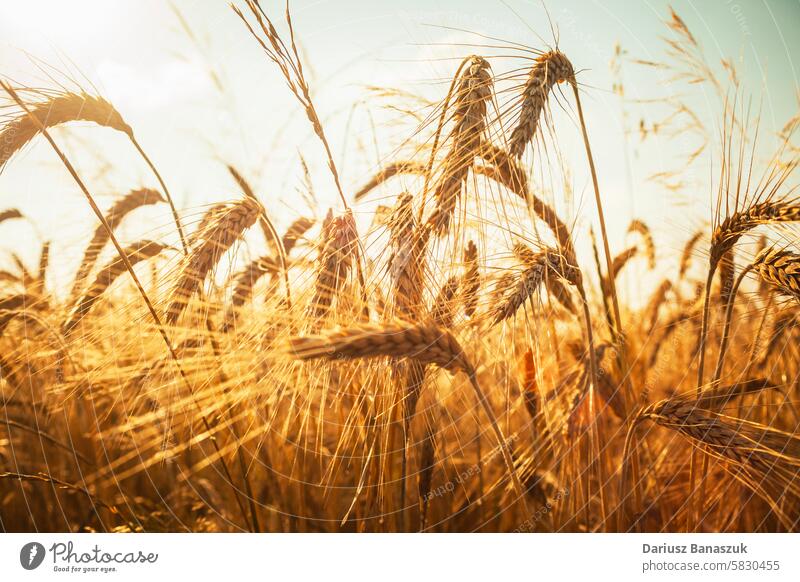 Close-up of ripe ears of grain wheat gold closeup nature growth agriculture plant view summer rural cereal field yellow sunny season bread food farm seed crop