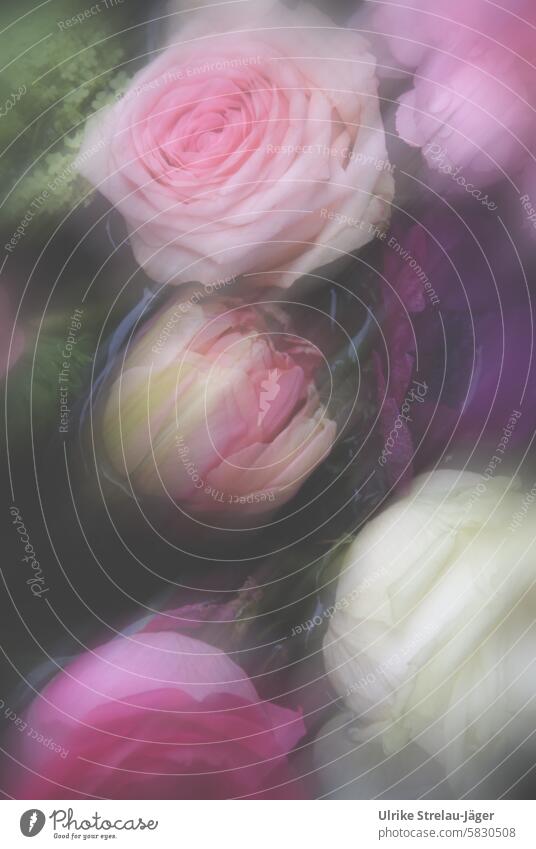 Flower greeting |roses and tulips in pink, rose, purple and cream flowers Bouquet floral greeting Ostrich Delicate motion blur Pink Spring Blossom Decoration