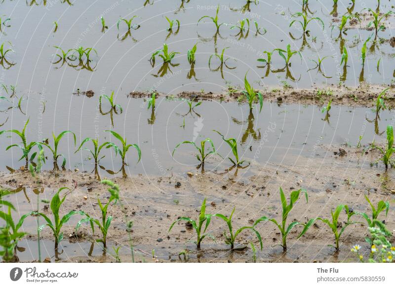 Field under water after prolonged rain acre Maize Water Rain Maize field Exterior shot Plant Climate change underwater Agriculture Crop failure Deserted