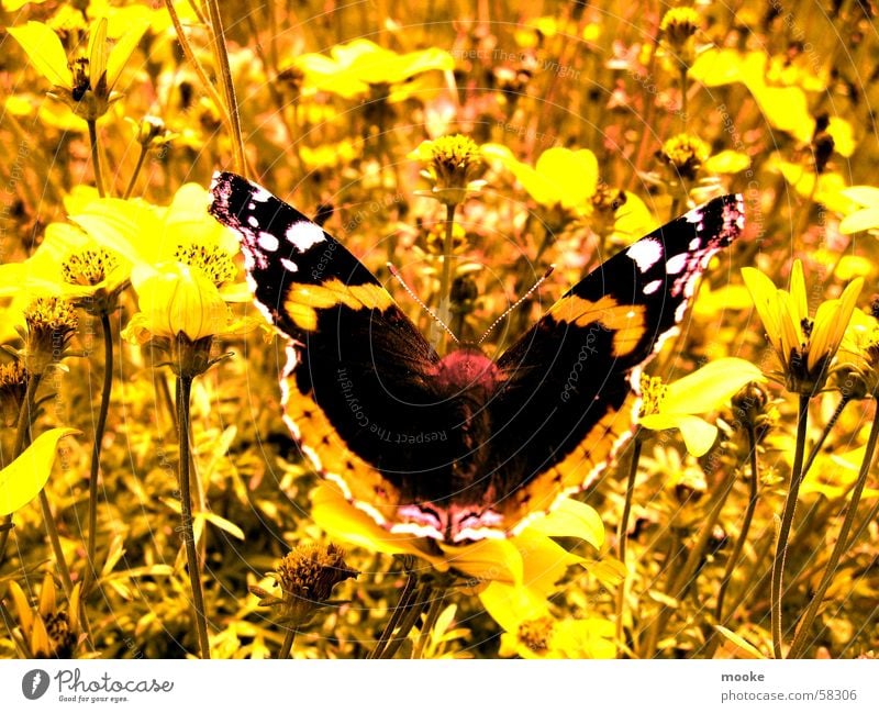 butterfly Meadow Summer Yellow Butterfly Spring Nature