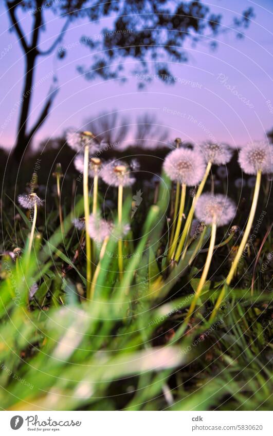 666 dandelion flyers want to go out into the big, wide world... Dandelion dandelion seed Plant Sámen Nature Ease Spring Delicate Faded Wild plant Easy Soft