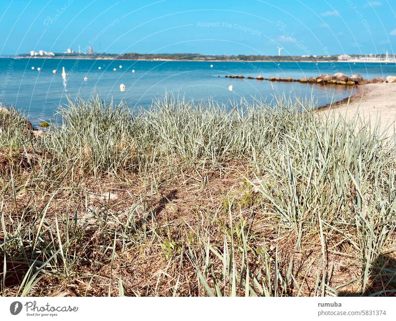 Beach, grasses, Baltic Sea, headland Landscape Nature coast Vacation & Travel Grass Bushes Sand Ocean Sky White Blue Neustadt in Holstein Without persons