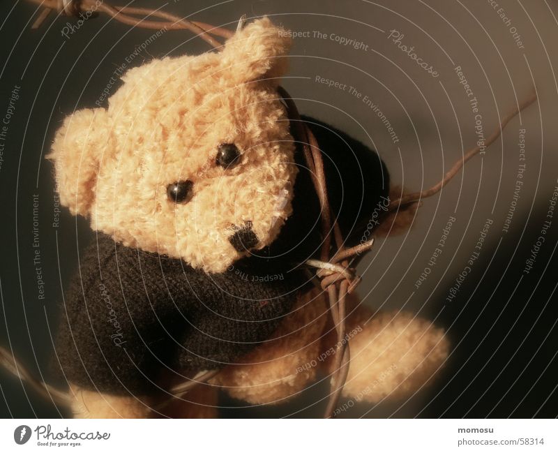 dangerous love Teddy bear Cuddly toy Toys Abuse Bear Force