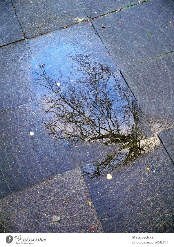 puddle tree Puddle Tree Reflection Sidewalk Slate blue Rain