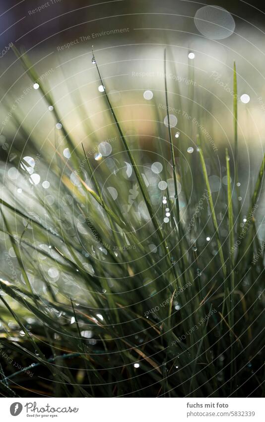 Blades of grass with dewdrops. Morning dew morning dew Water Exterior shot Wet Drops of water Dew Nature Plant Close-up Detail Damp Green Grass Rain dew drops