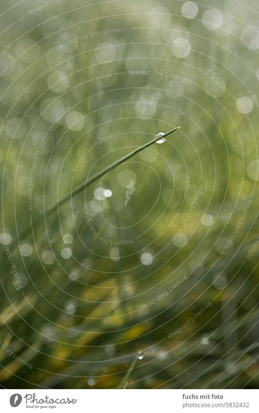 A blade of grass with a small drop of water. stalk of grass H2O Drops of water bokeh Nature Waves Copy Space blurriness Water Fresh Landscape Damp Liquid nobody