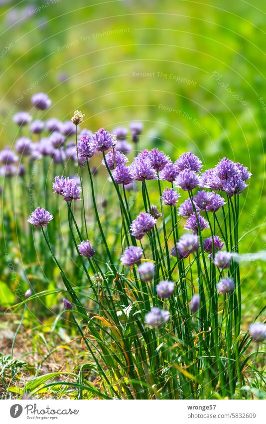 Blooming chives on the banks of the Elbe Chives flowering chives Herbs and spices Agricultural crop Fresh Elbufer River bank Escarpment Nutrition Exterior shot