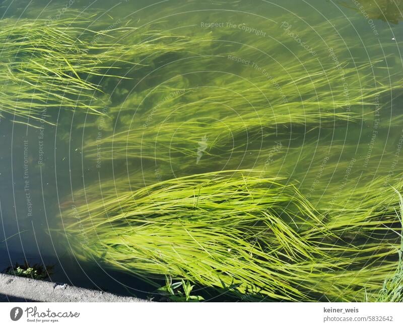 The common water screw - it doesn't get any greener than this allisneria spiralis Screw vallisneria Ordinary water screw submerse Aquatic plant alga River grass