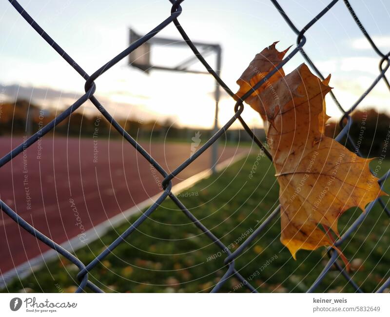 A leaf hangs in the wire fence at the abandoned basketball court Leaflet Wire fence Wire netting fence sports field foliage Wind Fence scam Autumn Metal windy