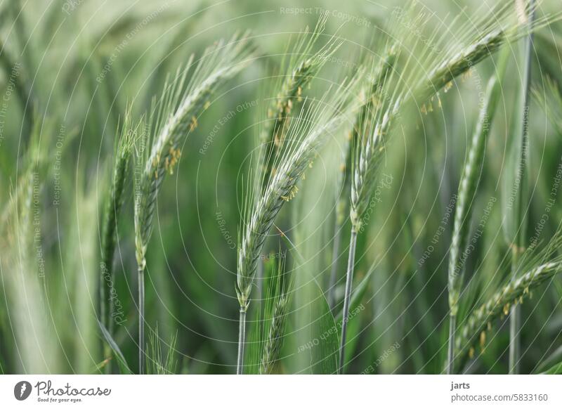 flowering cereals Rye youthful Green Blossoming Grain Field Summer Landscape Agriculture Cornfield Grain field Agricultural crop Ear of corn Plant Nutrition
