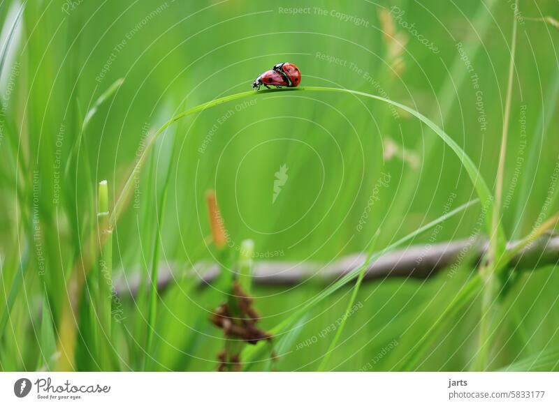 Green love Ladybird Grass Meadow Love Spring Mating Couple Nature Animal Exterior shot Beetle Red Close-up Crawl blade of grass Insect Shallow depth of field