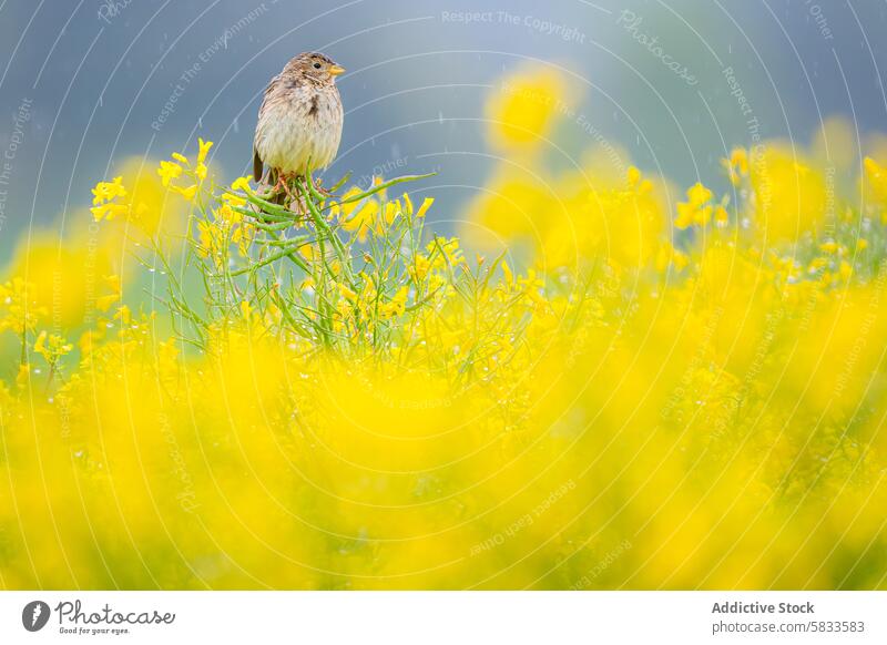 Small Corn bunting perched on rapeseed fields in rainy Vitoria meadow bird plant vitoria spain yellow flower nature wildlife serene green gentle vibrant outdoor