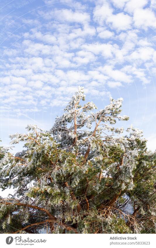 Snow-frosted tree against a cloudy blue sky, Spain snow winter sierra de guadarrama tranquil nature branch pine fluffy scenic landscape outdoor cold ice