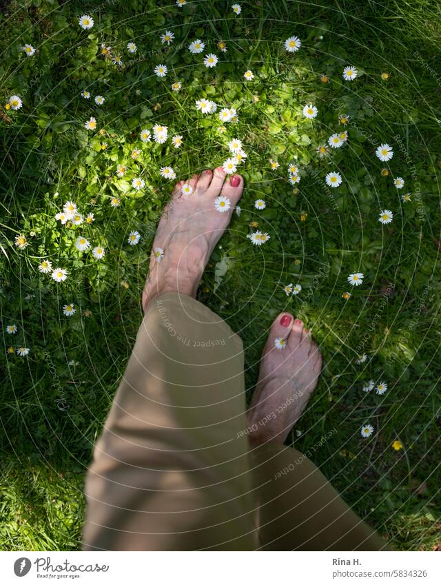 Barefoot on the daisy meadow Feet top Women's Feet Lawn Daisy Painted toenails Shadow play