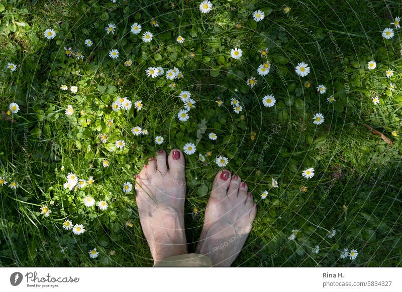 Women's feet naked on the daisy meadow Daisy Women's Feet Summery Shadow play