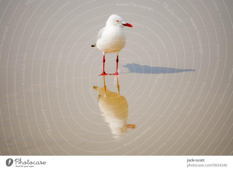 proverbial | All good things come in threes Seagull Bird Wild animal Shadow play Beach Reflection Sunlight Australia Animal portrait