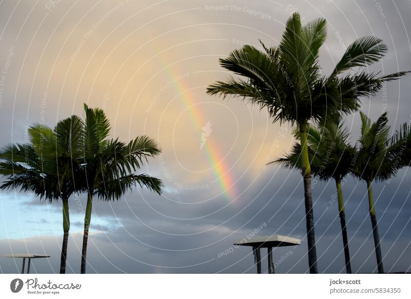 Rainbow meets table Palm tree Sky Table Nature Clouds Warmth Exotic Kitsch Happy Inspiration Idyll Romance Ease Harmonious Refraction Natural phenomenon
