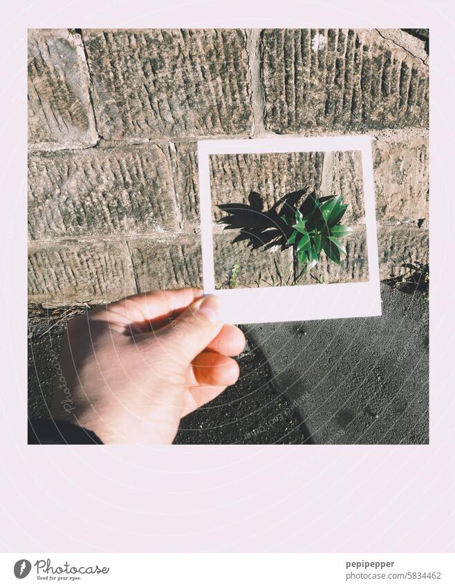 Picture in picture - Polaroid of wall plant picture in picture Picture-in-picture Photography Exterior shot Footwear Feet Polaroid Style Shallow depth of field
