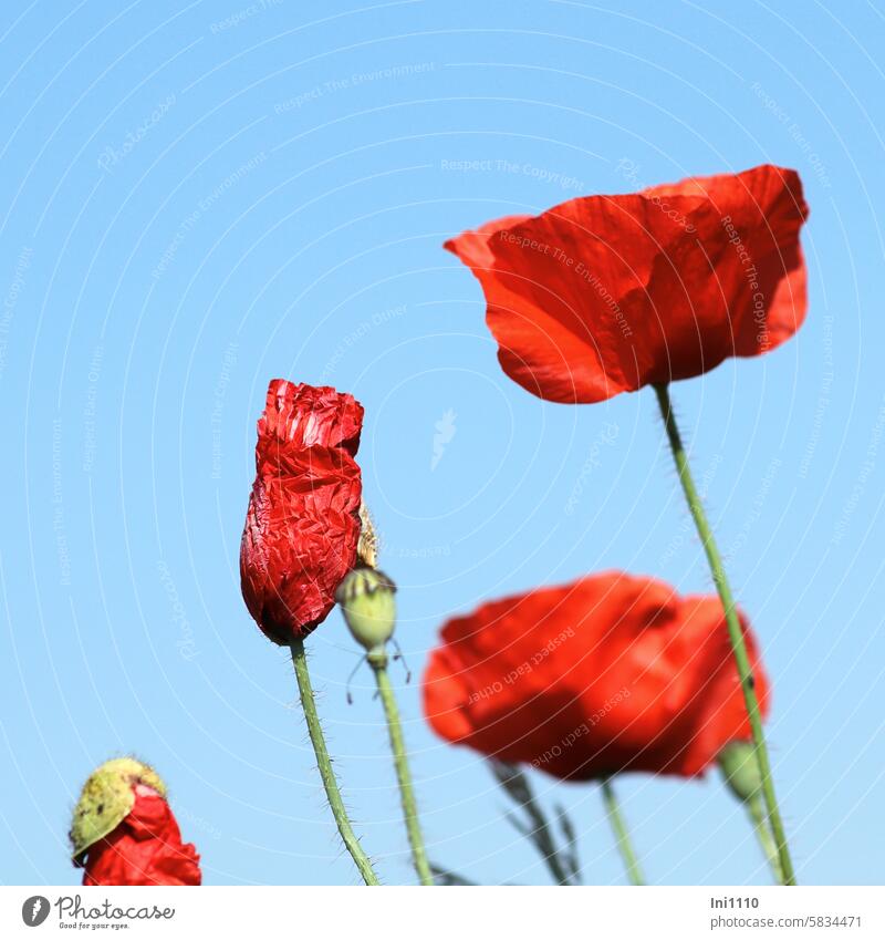 monday Beautiful weather Summer Blue sky plant biennial Corn poppy Papaver rhoeas poppy blossoms flourished Deploy luminescent Red crumpled wrinkled folding