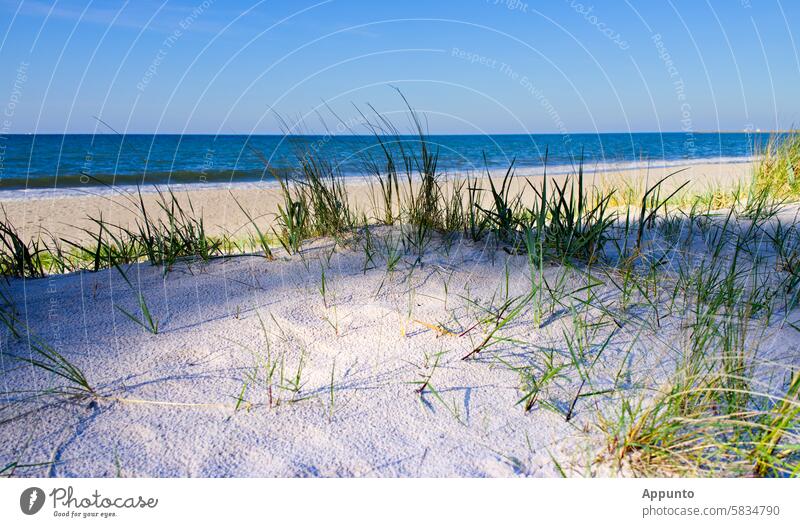 #sand dune #sandy beach #sea view #sky blue (garnish: grass green) duene Sand Sandy beach Beach Ocean coast Blue sea blue Sky blue Sun vacation beach holiday