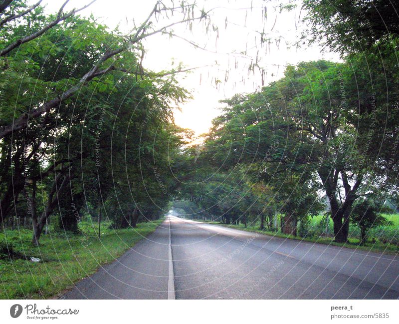 love_tree Light road sun