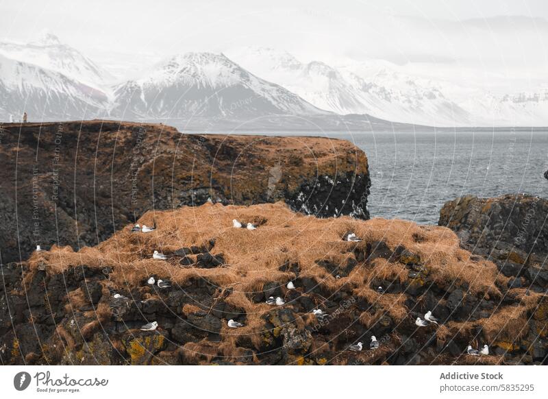 Seabirds nesting on a cliff with snowy mountains in the background iceland snaefellsnes peninsula westman islands seabird nature landscape rugged coast ocean
