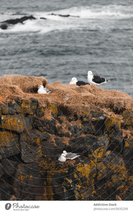 Seabirds nesting on rocky cliffs by the ocean in Iceland seabird iceland snaefellsnes peninsula westman islands wildlife nature moss coast water atlantic