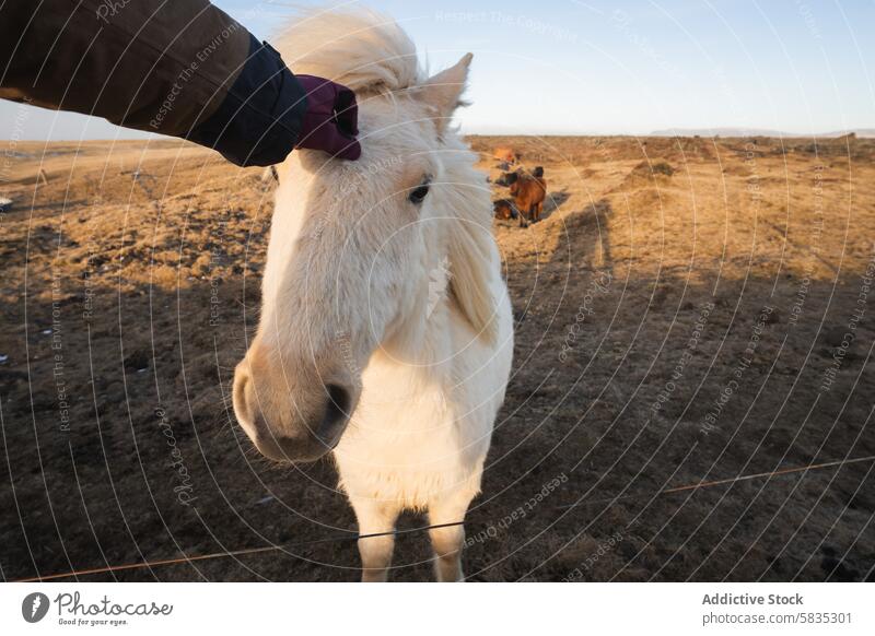 White Icelandic horse being petted in a scenic landscape iceland petting snaefellsnes peninsula westman islands livestock outdoor rural scenery white horse mane