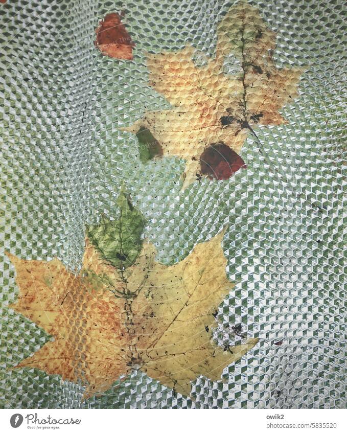 Wear Autumn leaves adhere Stick stick paste on sheet metal structure Glittering corrugated Pattern texture maple leaves Leaves Foliage colouring