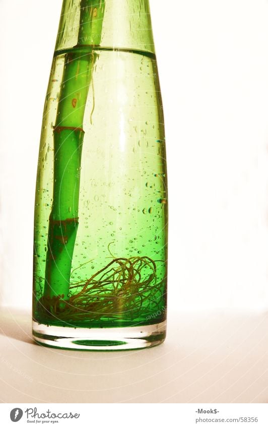 Bamboo in the bottle Green Plant Air Bamboo stick Bottle Water Blow Root