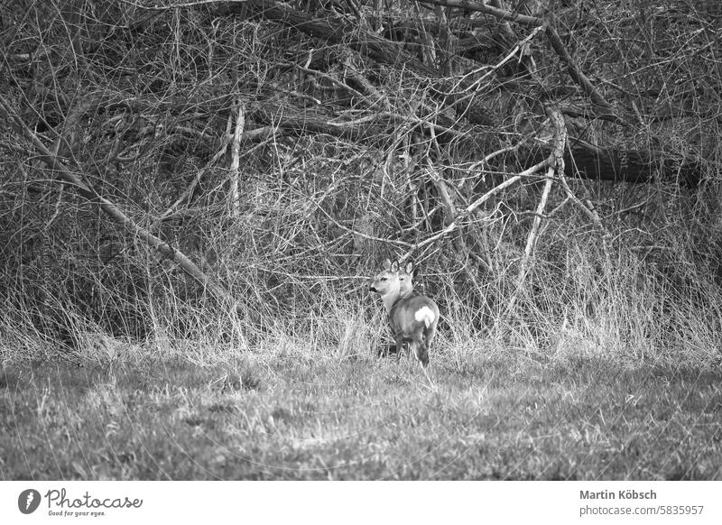 Deer on a meadow, alert and feeding in black and white. Hidden among the bushes buck wild animal roebuck herbivore mammal doe fur point grass jump outdoors