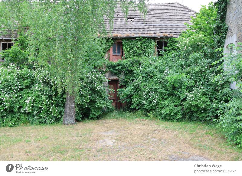 A half-timbered house left to nature in Flechtingen. Nature Landscape Architecture Without persons Vacation & Travel Tree Exterior shot Garden especially urban