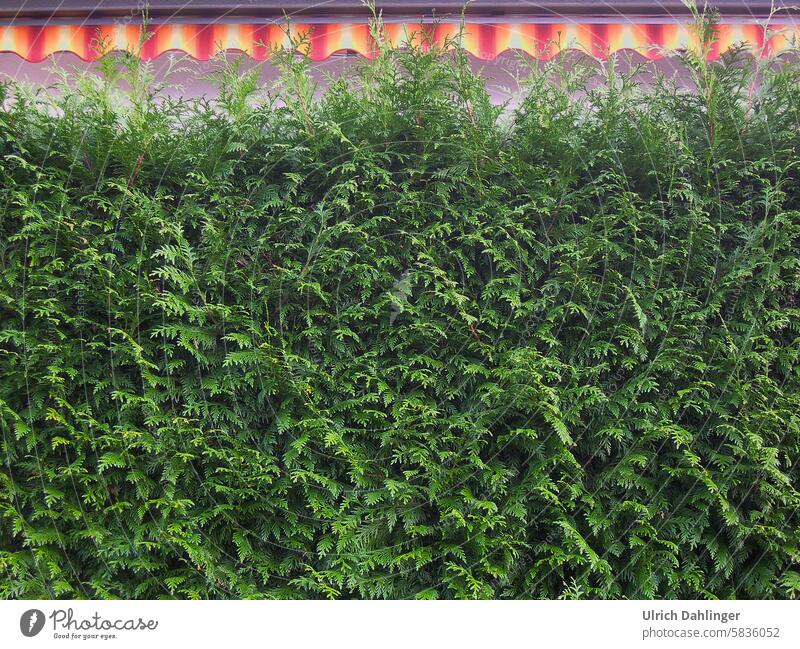 Green juniper hedge with red and yellow striped awning Hedge Private Contrast Garden Screening Border Neighbor Curiosity Fence neighbourhood