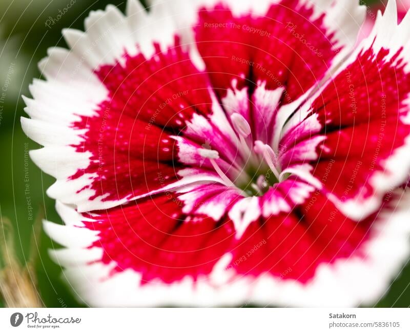 The stamens and petals of Dianthus flower red flora purple nature dianthus bloom blossom pink plant wildflower foliage floral growing closeup macro