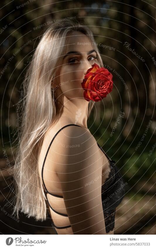 A gorgeous blonde girl with a red rose in her mouth is looking straight into the camera. It's a stunning model test of the beauty outdoors. A pretty woman is blossoming.
