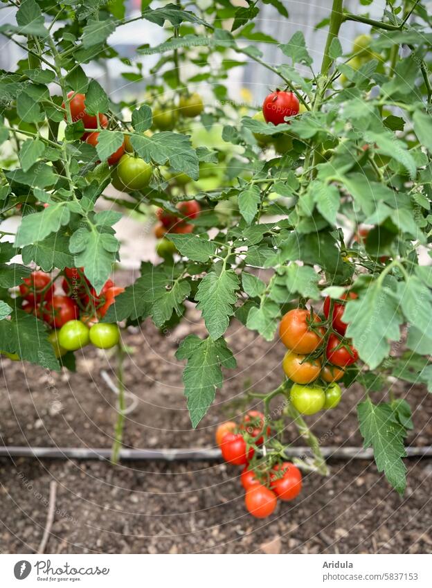 Vine tomatoes in the greenhouse vine tomatoes Greenhouse Market garden Vegetable Plant Tomato Garden Gardening Food Farm Agriculture Harvest Organic Growth