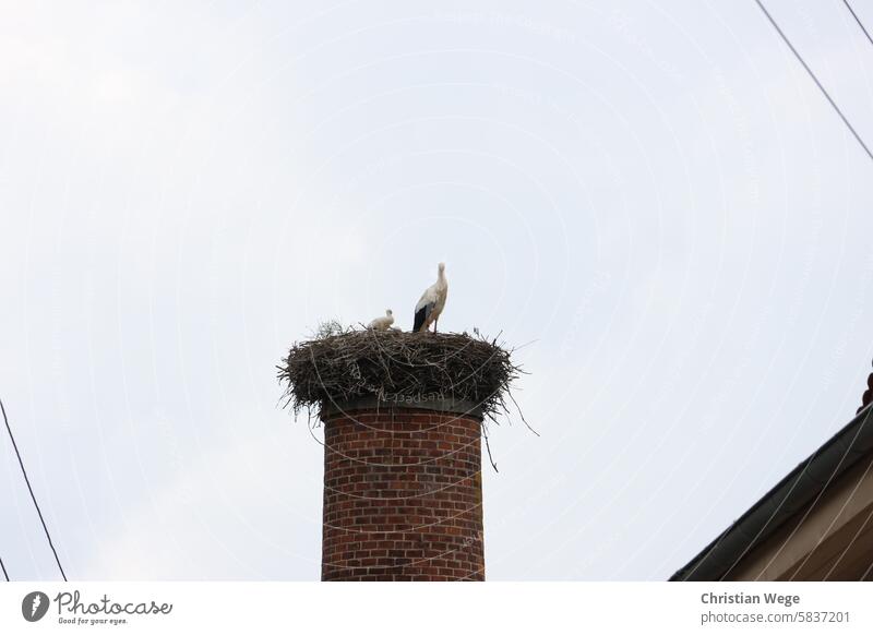 Stork's nest on a brick chimney in Flechtingen, Saxony-Anhalt Nature Village urban Sky Bird Animal Wild animal Exterior shot Colour photo White Stork