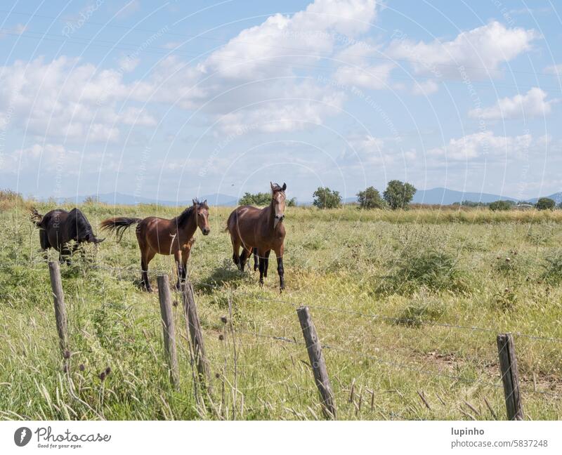 Three horses on the move in the nature park Landscape cloudy sunny Clouds in the sky grasses mountains Italy Tuscany Fence trees Green Day Nature Rural travel