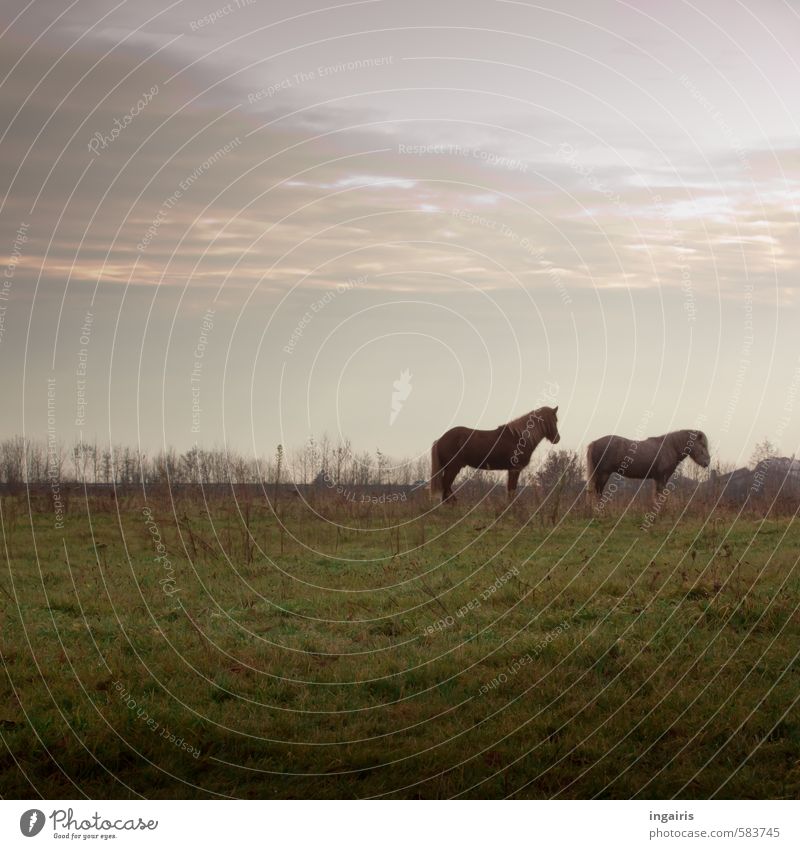 Waiting for the first snow Nature Landscape Sky Clouds Horizon Autumn Winter Plant Grass Meadow Field Pasture Animal Farm animal Horse Iceland Pony 2 Observe