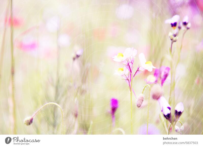 Tender Exterior shot Colour photo Dream Summery Ease Violet Green pretty Blossoming Meadow Park Garden Leaf Grass Flower Spring Nature Plant Beautiful weather