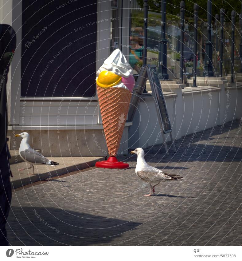 An ice cream please!.... Seagulls queue up in front of the ice cream parlor Ice Ice-cream cone Summer discipline Wait patience one after the other Sequence Bird