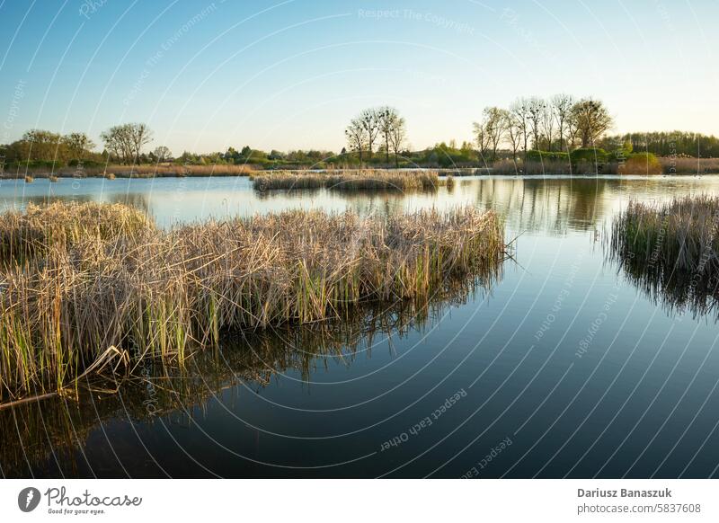 Landscape of a calm lake with reeds, May evening water sky may landscape grass background bush beautiful spring green summer tree scenic blue country view deep