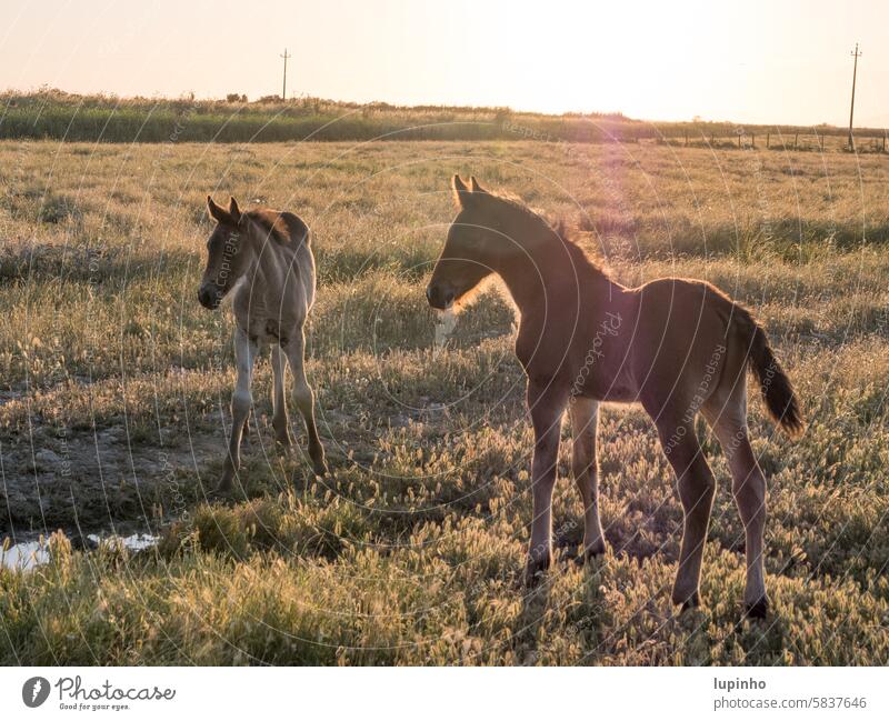 Two foals in the evening sun Foal two Evening sun Backlight shot Landscape Nature Italy Tuscany Rural Exterior shot vacation travel Meadow grasses Grass Sunset
