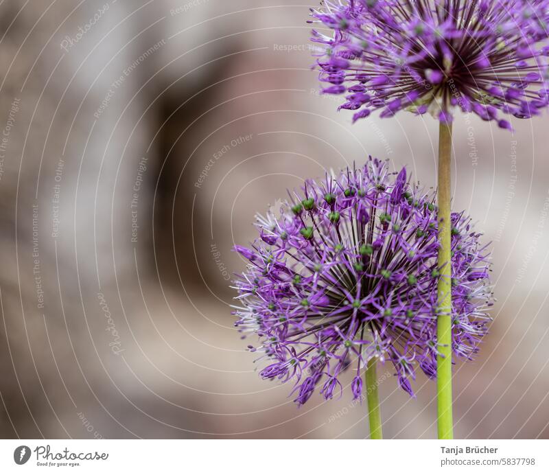 Purple globe (ornamental leek) ornamental garlic allium delicately hardy inflorescence Allium insensiodorum Eye-catcher Harmonious purple seed pods many seeds