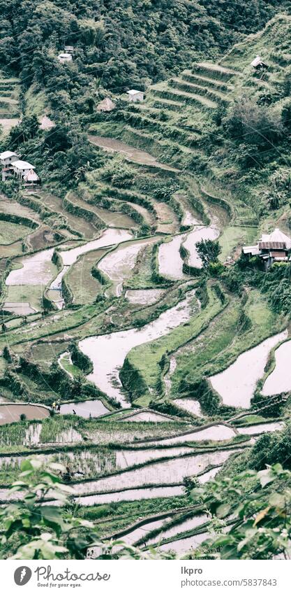 terrace   field for  coultivation of rice banaue philippines mountain nature ifugao asia landscape travel agriculture valley black farm vietnam food china asian