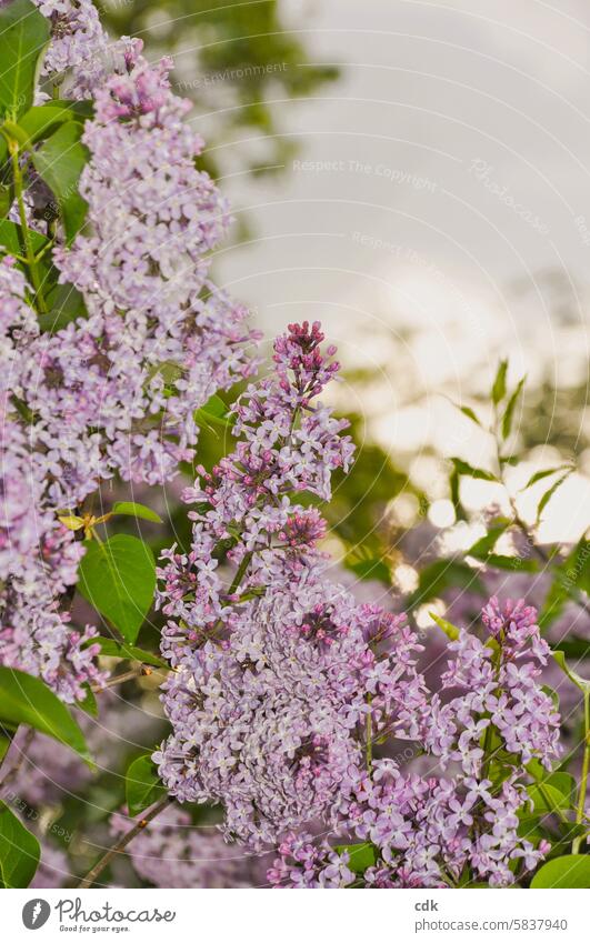 lilaced. | Purple lilac blossom from the beginning of May. Spring Violet purple Blossom Lilac Fragrance Plant Garden Blossoming naturally Nature fragrant
