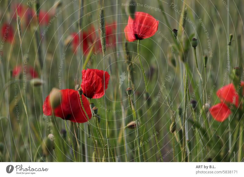 Poppies bloom at the edge of the field poppies Field Margin of a field flowers Nature poppy seed capsules Grain blossoms Nature photo poppy flower photo
