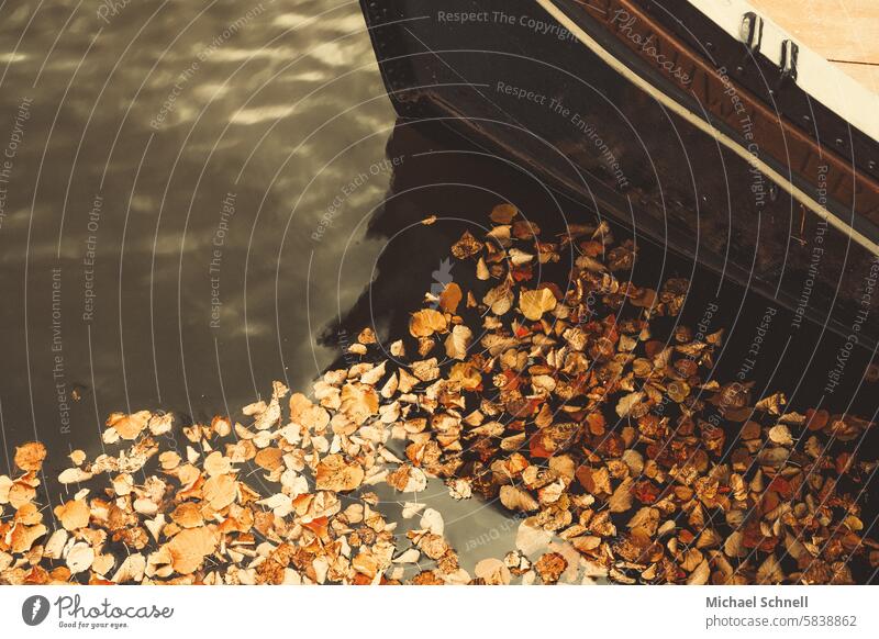 Leaves in the water, on a boat leaves Autumn leaves Autumnal colours autumn leaves autumn mood Transience Yellow autumn colours