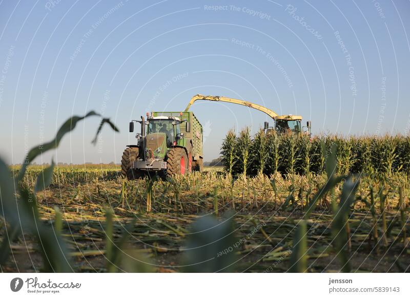 Agricultural vehicles in the field during the maize harvest maize crop Agriculture Field Extend Maize Maize field Maize plants Tractor Harvest reap work Farm